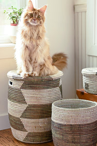 Cat sitting on a woven basket in a room with plants and furniture.